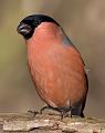 (M) Bullfinch